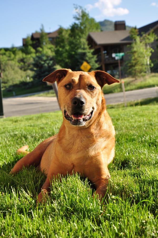/Images/uploads/Humane Society of Utah/HSUCalendar/entries/1113thumb.jpg